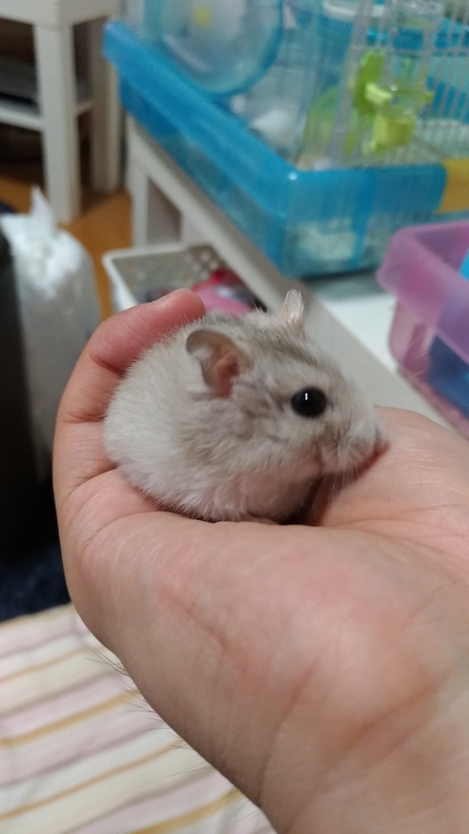 f:id:oe526:20190827164641j:plain f:id:oe526:20190827164641j:plain