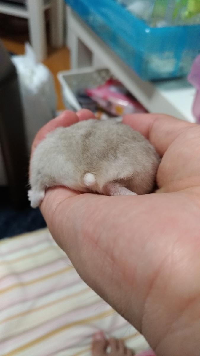 f:id:oe526:20190827164649j:plain f:id:oe526:20190827164649j:plain