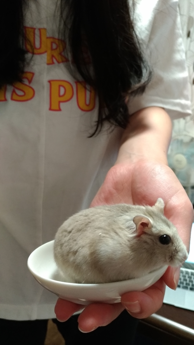 f:id:oe526:20190827170100j:plain f:id:oe526:20190827170100j:plain