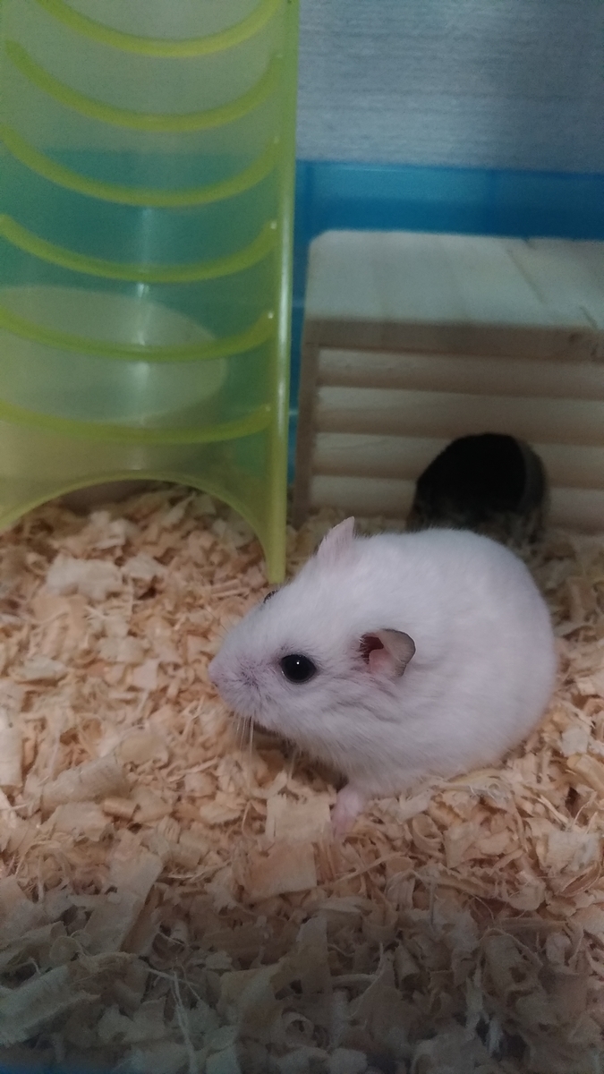 f:id:oe526:20190830130754j:plain f:id:oe526:20190830130754j:plain