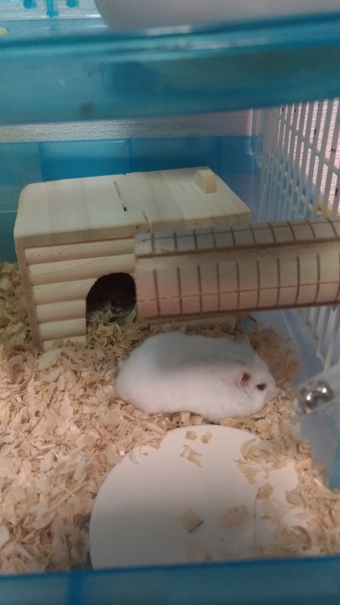 f:id:oe526:20190903193718j:plain f:id:oe526:20190903193718j:plain
