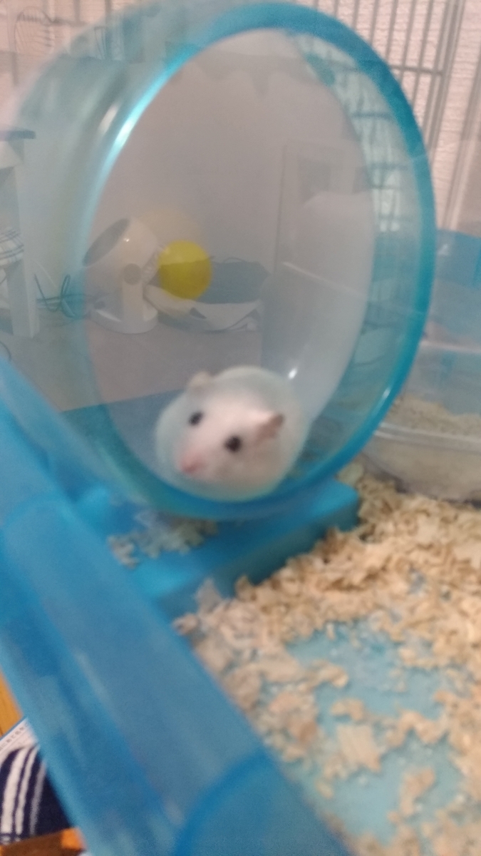 f:id:oe526:20190911112929j:plain f:id:oe526:20190911112929j:plain