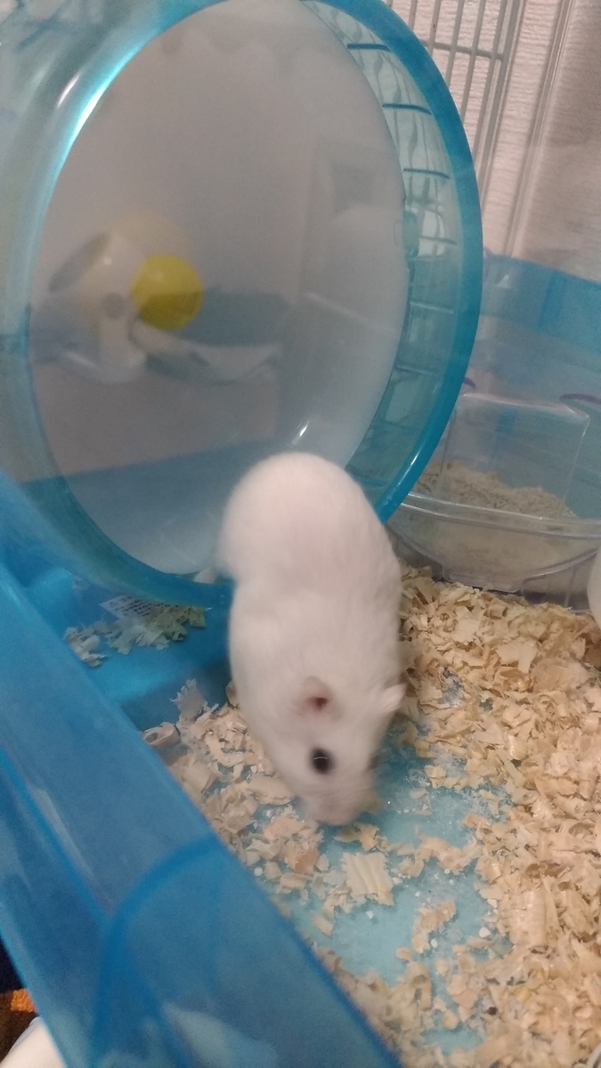 f:id:oe526:20190911112933j:plain f:id:oe526:20190911112933j:plain