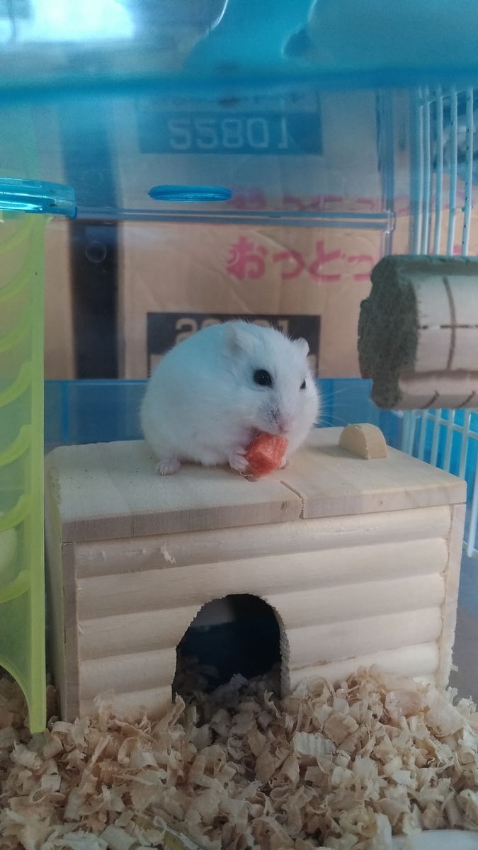 f:id:oe526:20190917163657j:plain f:id:oe526:20190917163657j:plain