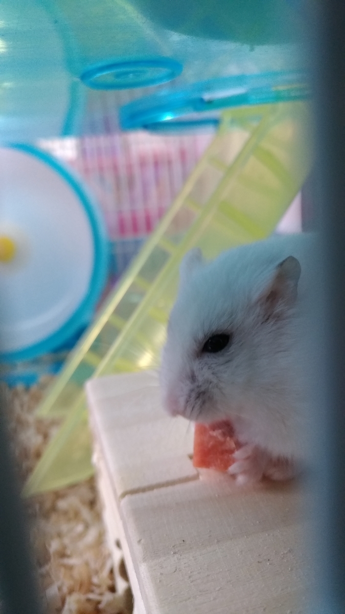 f:id:oe526:20190917163701j:plain f:id:oe526:20190917163701j:plain