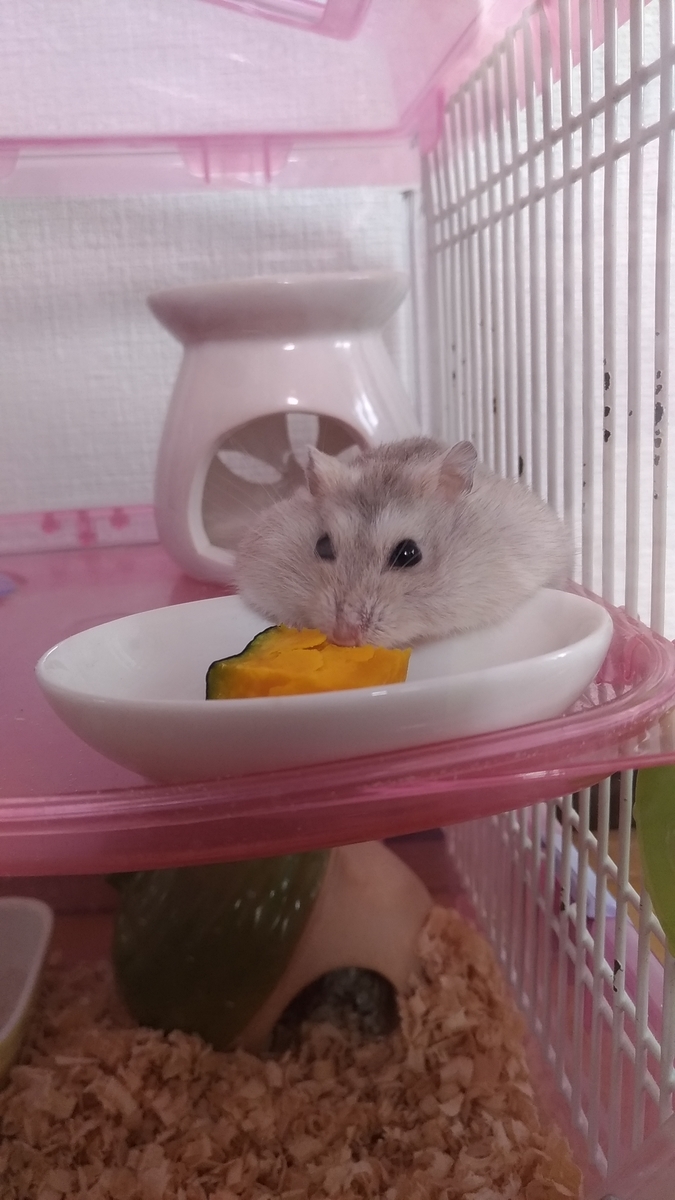 f:id:oe526:20190917163705j:plain f:id:oe526:20190917163705j:plain