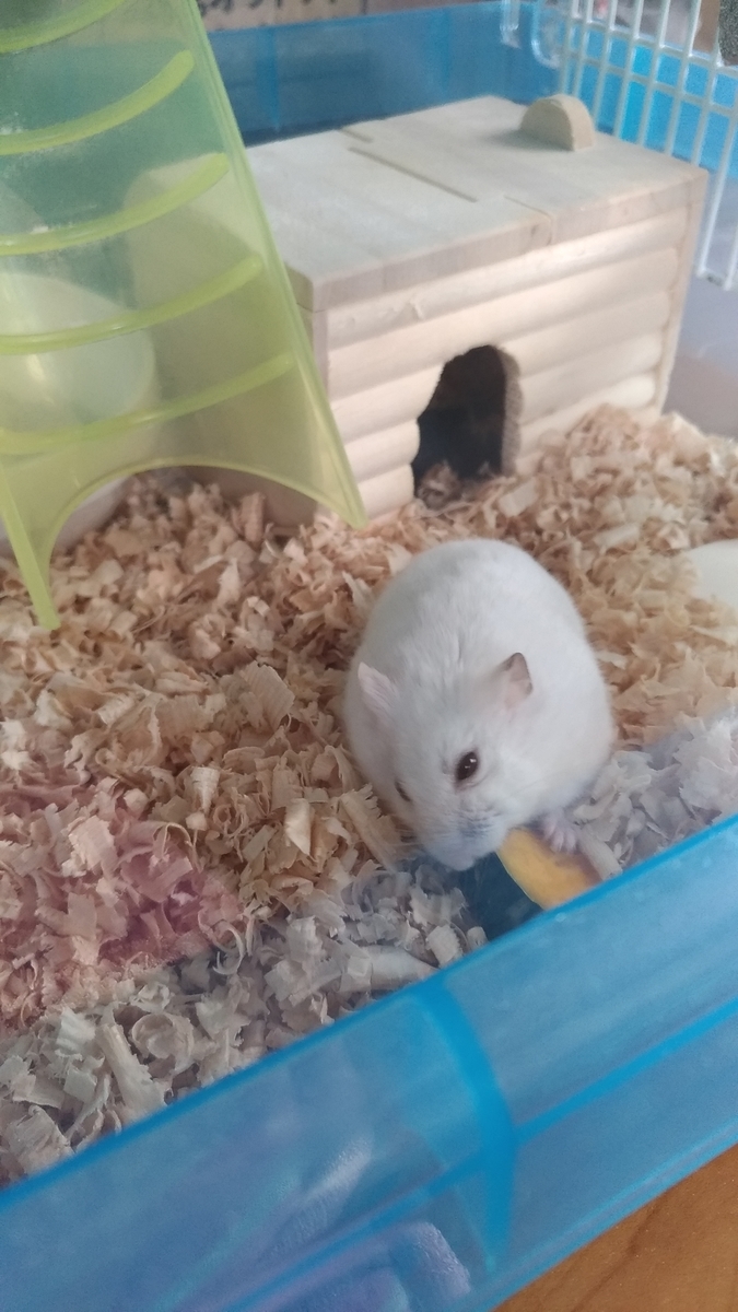 f:id:oe526:20190917163712j:plain f:id:oe526:20190917163712j:plain