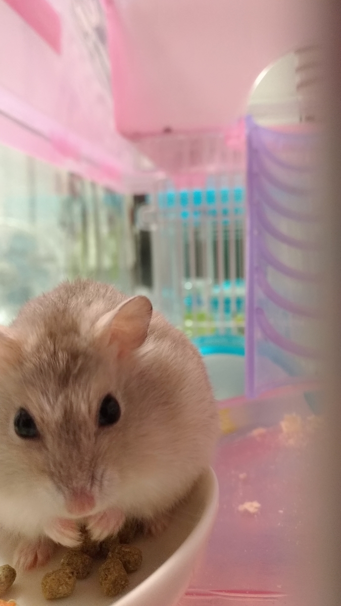 f:id:oe526:20191002134238j:plain f:id:oe526:20191002134238j:plain
