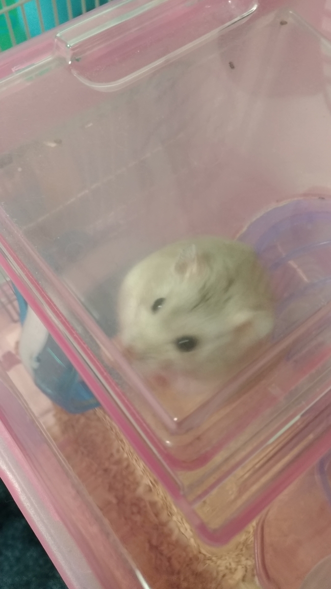f:id:oe526:20191016164835j:plain f:id:oe526:20191016164835j:plain