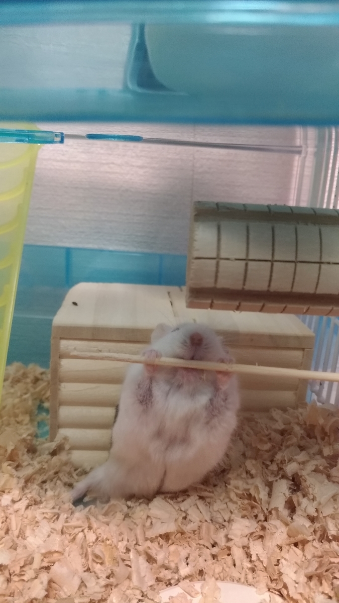 f:id:oe526:20191023095837j:plain f:id:oe526:20191023095837j:plain