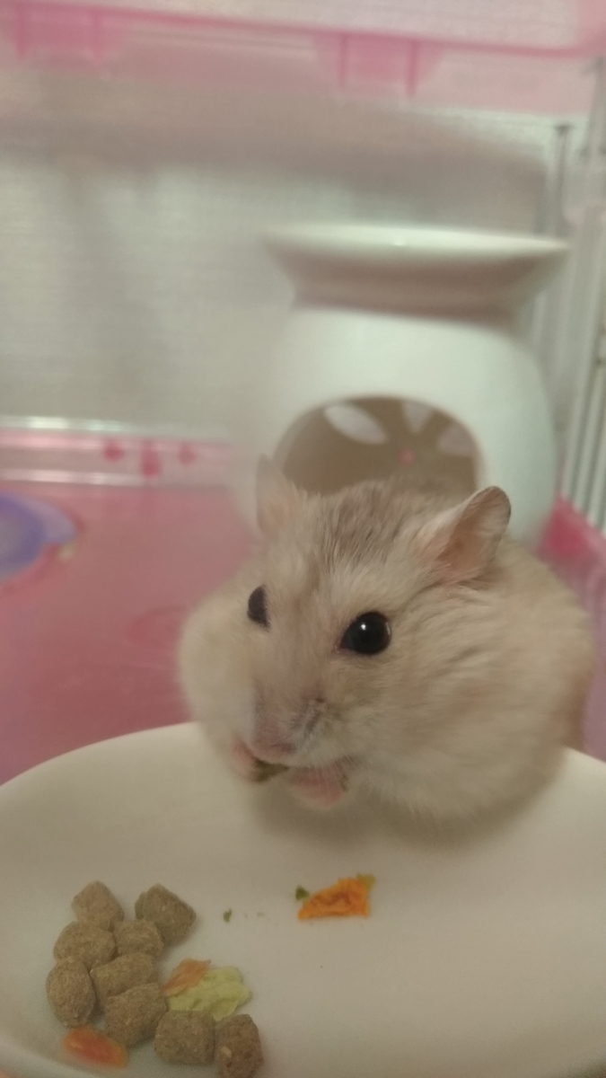 f:id:oe526:20191024135531j:plain f:id:oe526:20191024135531j:plain