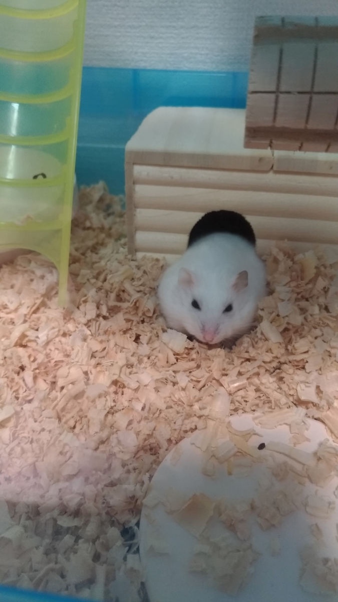 f:id:oe526:20191024140507j:plain f:id:oe526:20191024140507j:plain