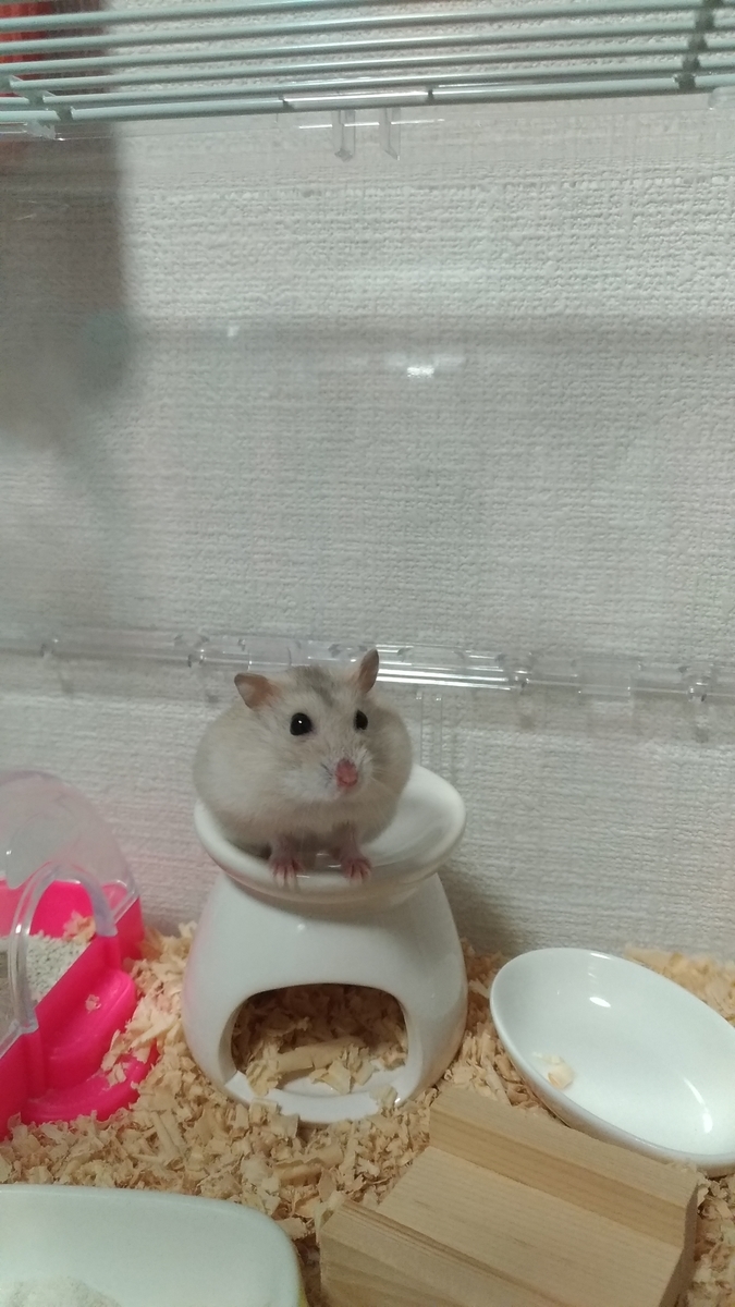 f:id:oe526:20191024143627j:plain f:id:oe526:20191024143627j:plain
