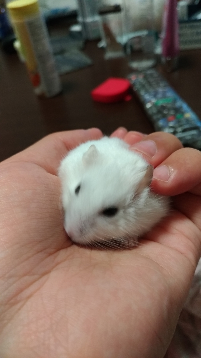 f:id:oe526:20191024150422j:plain f:id:oe526:20191024150422j:plain