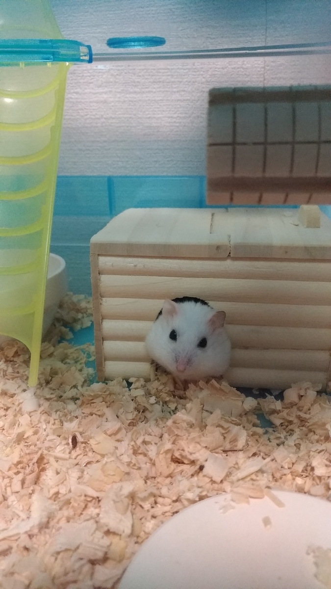 f:id:oe526:20191125162530j:plain f:id:oe526:20191125162530j:plain