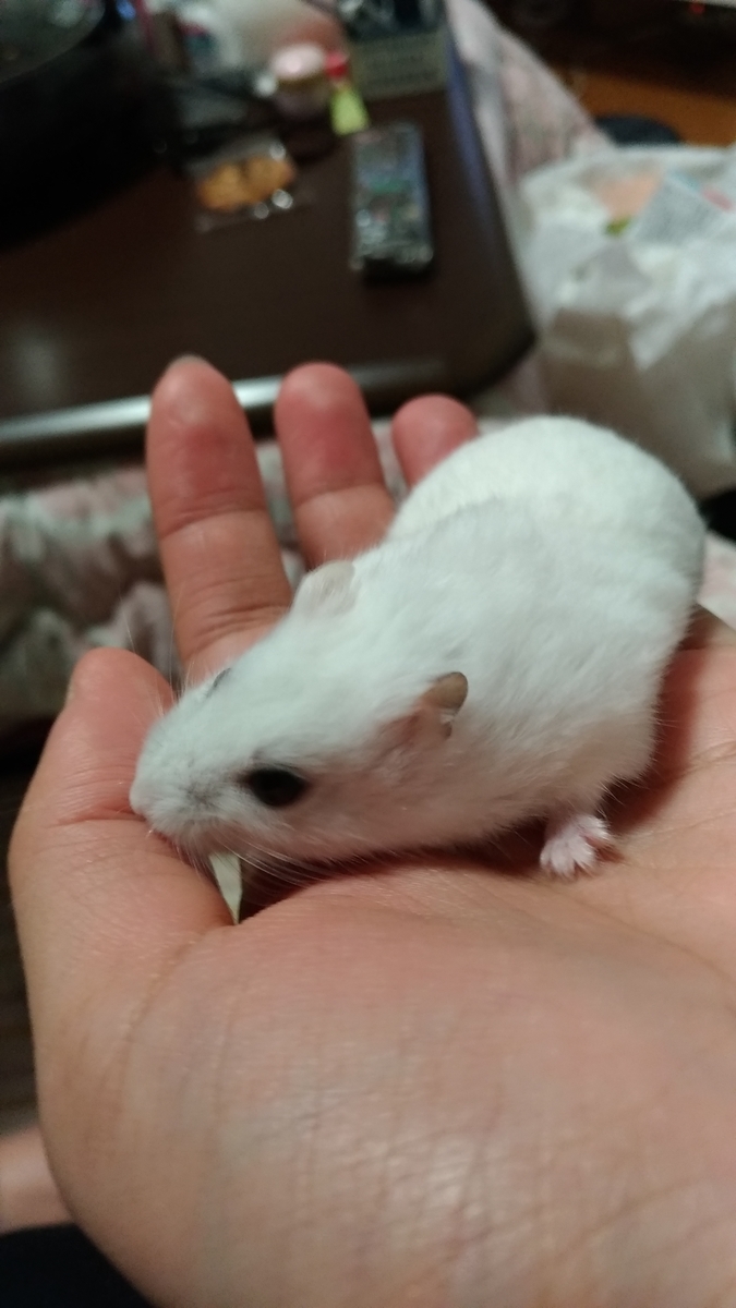 f:id:oe526:20191125171208j:plain f:id:oe526:20191125171208j:plain