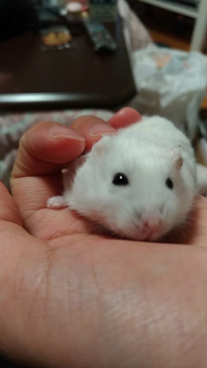 f:id:oe526:20191125171212j:plain f:id:oe526:20191125171212j:plain