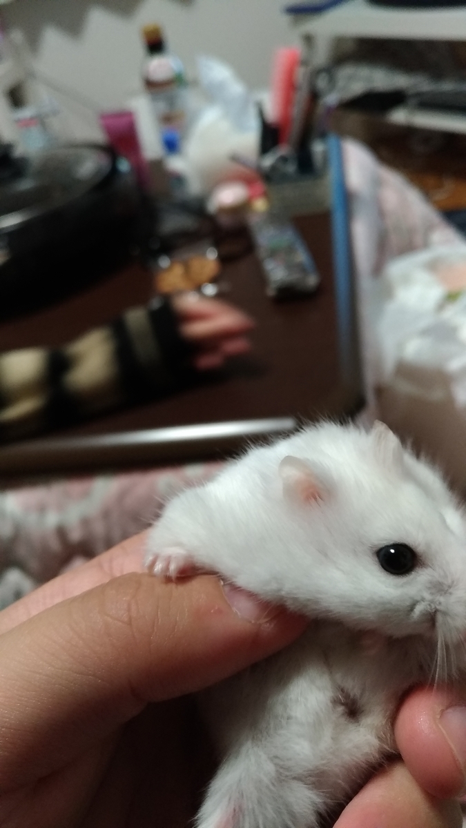 f:id:oe526:20191125171217j:plain f:id:oe526:20191125171217j:plain