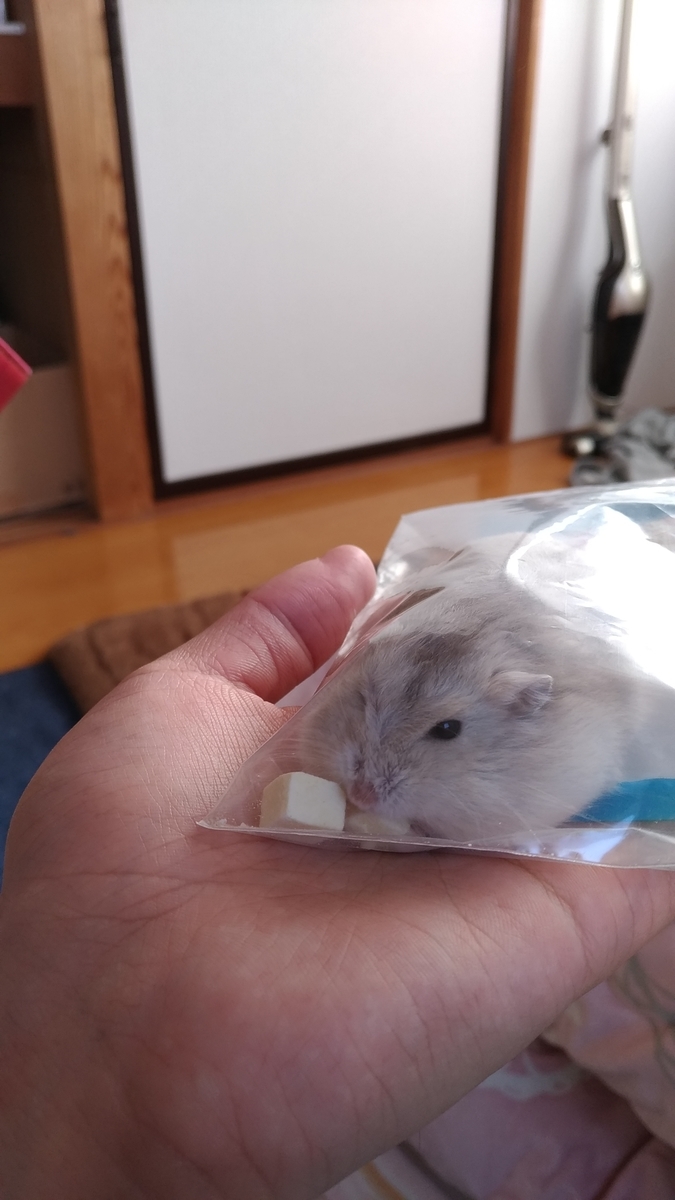 f:id:oe526:20191125185631j:plain f:id:oe526:20191125185631j:plain