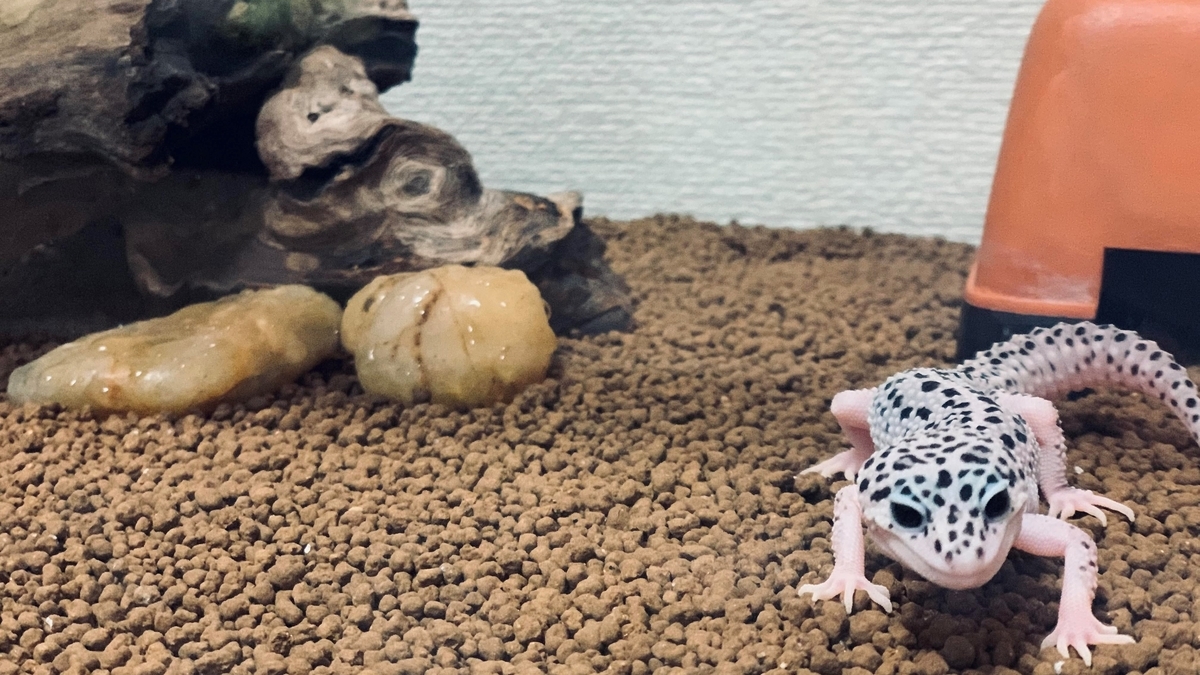 爬虫類、両生類たちのお家レイアウト(ビバリウム) - 2.9