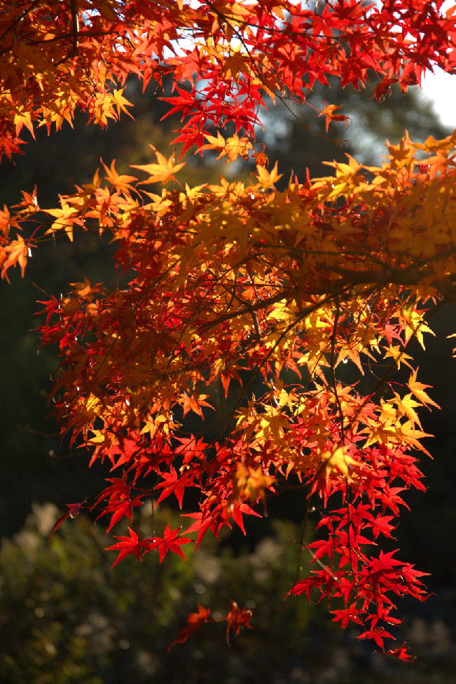 f:id:oeke89:20191123201911p:plain f:id:oeke89:20191123201911p:plain