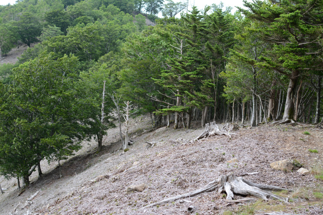 タケ・ササの同時開花とその周期について - このササは何？『山地のササ』すべてクマザサではありません