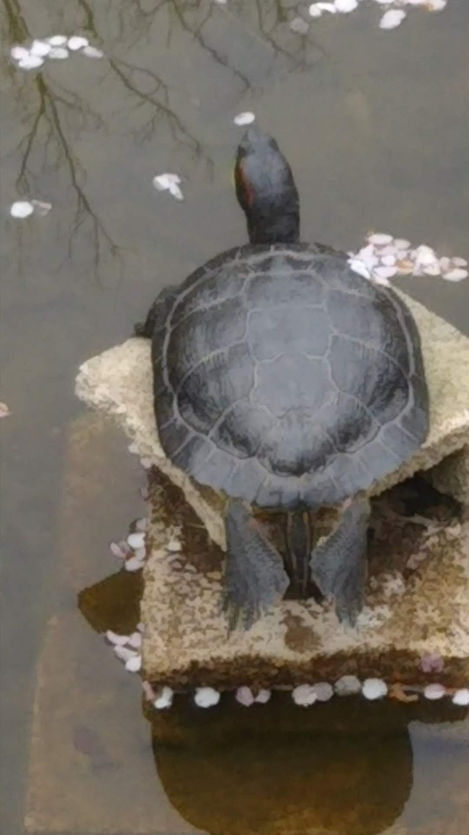 f:id:office_kujira:20210325043511j:plain