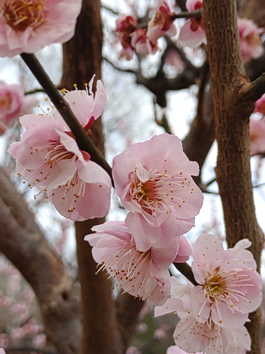 f:id:office_kujira:20210326032710j:plain