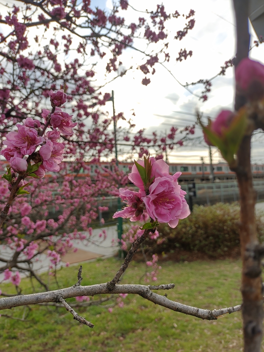 f:id:office_kujira:20210326075936j:plain