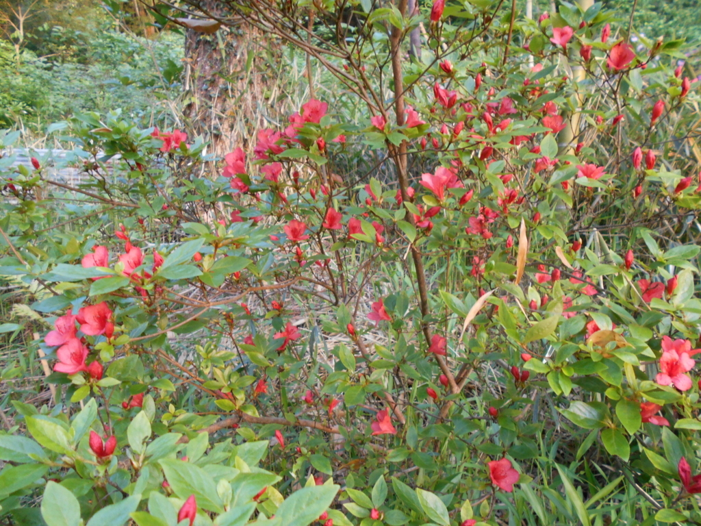 f:id:officeameyamajp:20180430195041j:plain