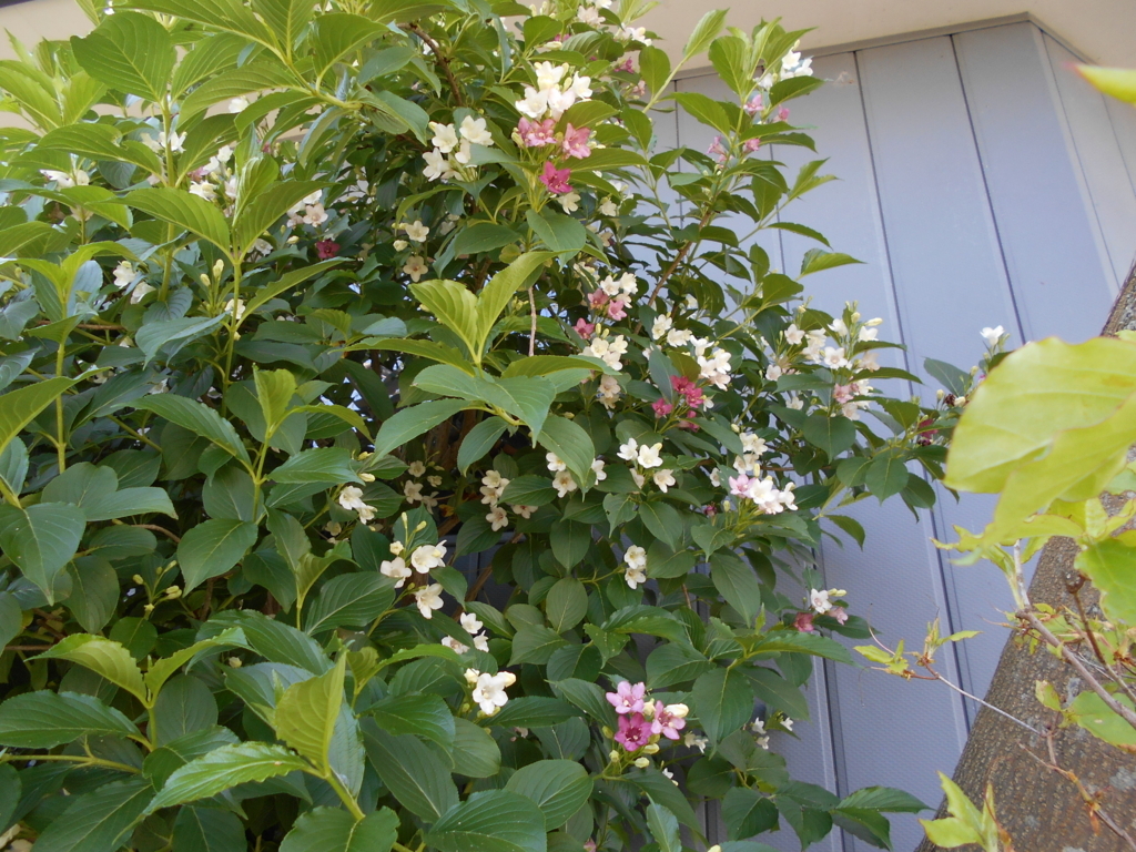 f:id:officeameyamajp:20180511204807j:plain