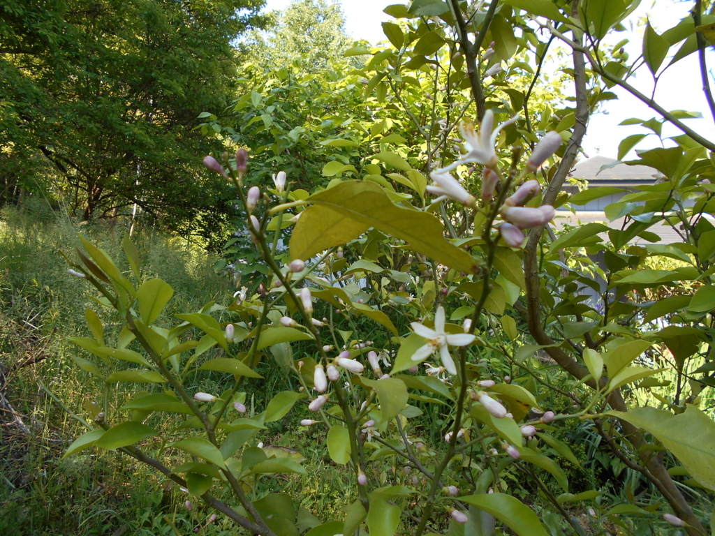 f:id:officeameyamajp:20180511204836j:plain