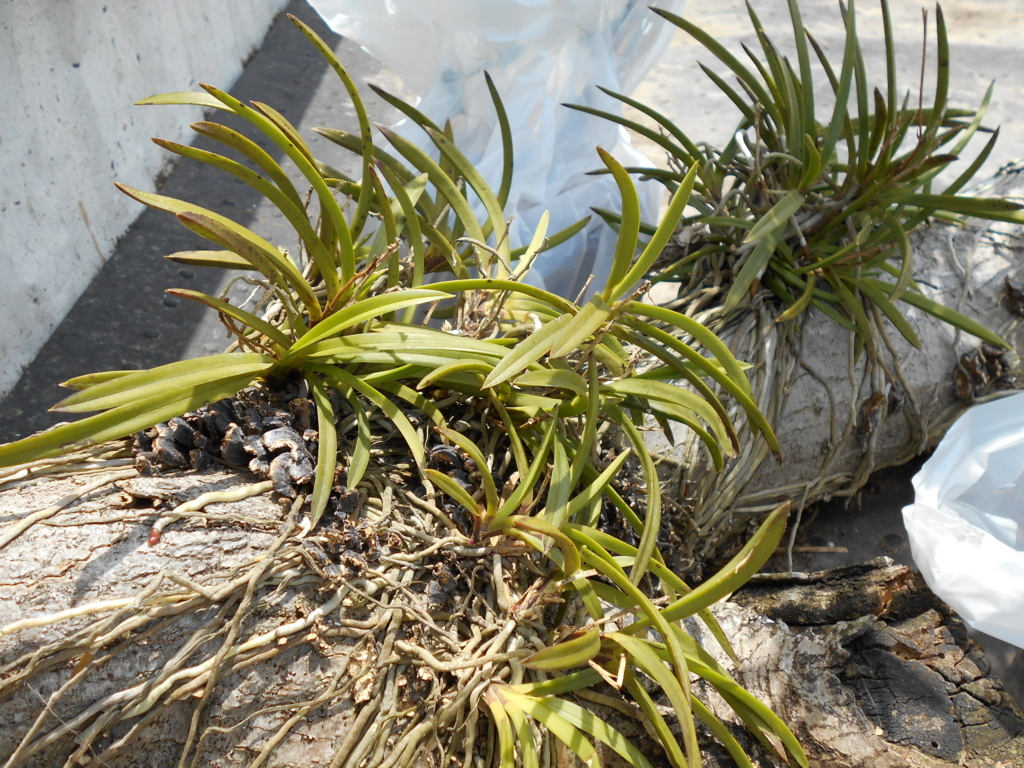 f:id:officeameyamajp:20180512190729j:plain