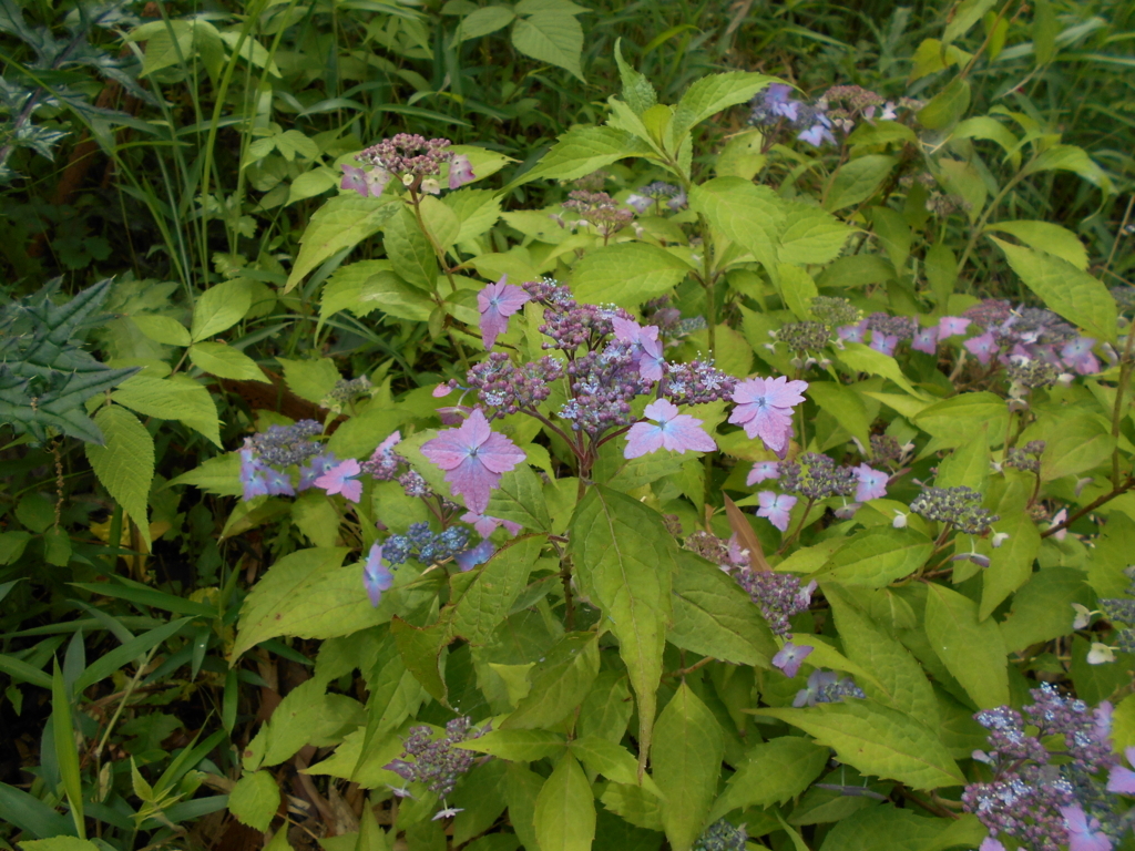 f:id:officeameyamajp:20180519191502j:plain