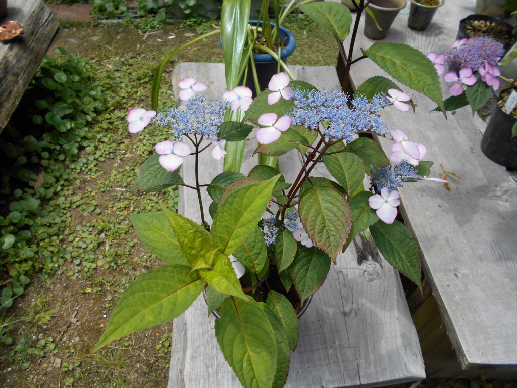 f:id:officeameyamajp:20180609191939j:plain