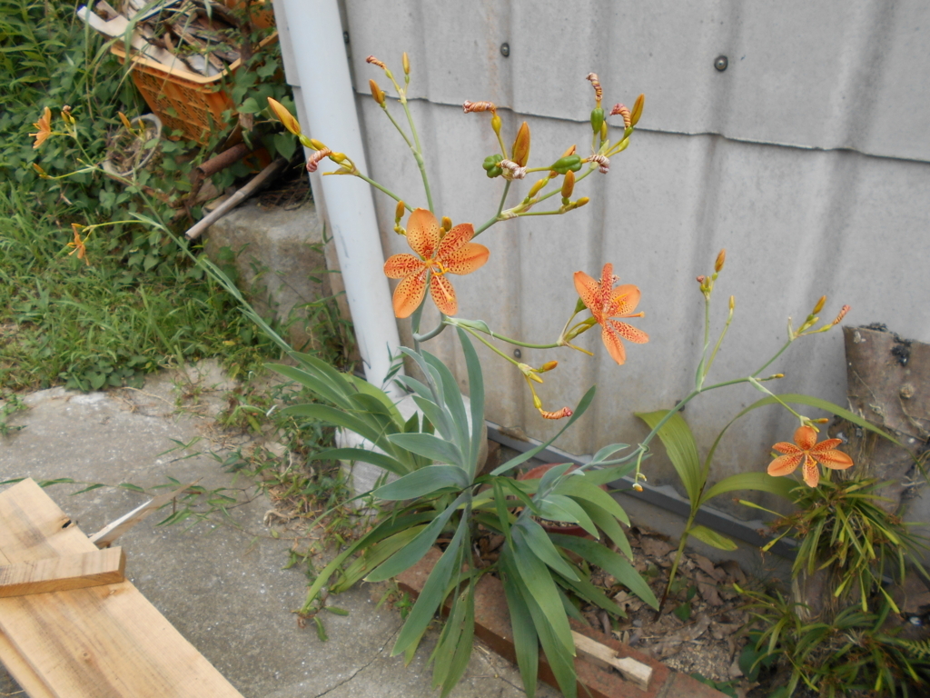 f:id:officeameyamajp:20180730202615j:plain