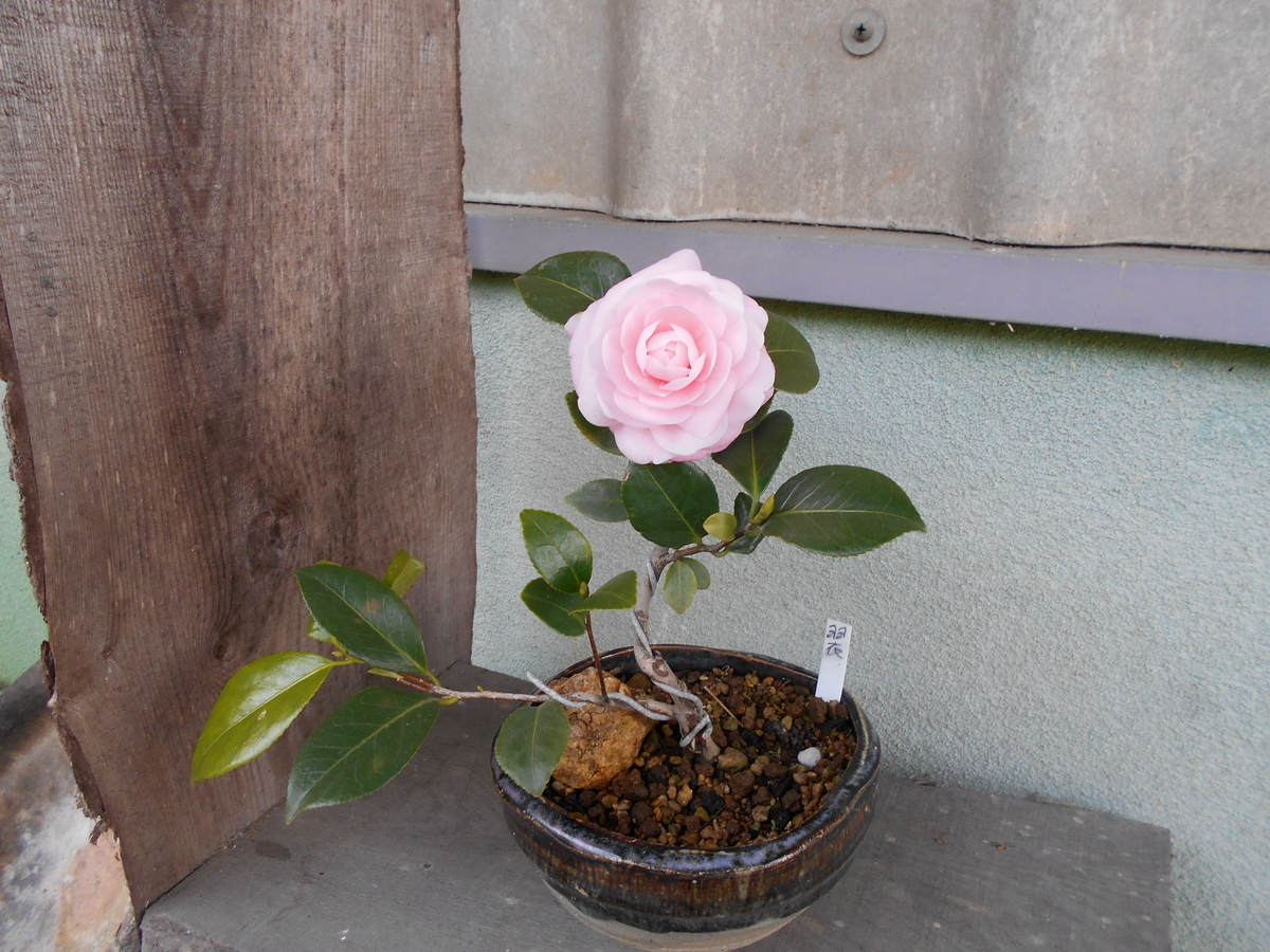 f:id:officeameyamajp:20190321185842j:plain