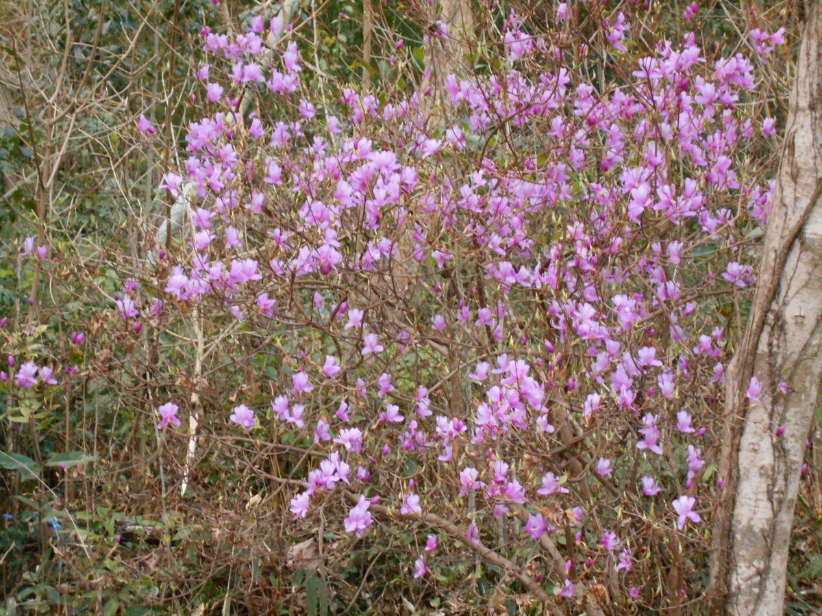 f:id:officeameyamajp:20190402192056j:plain