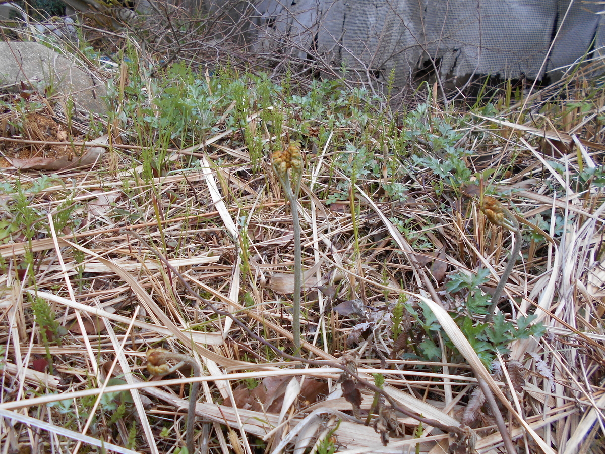 f:id:officeameyamajp:20190402192224j:plain