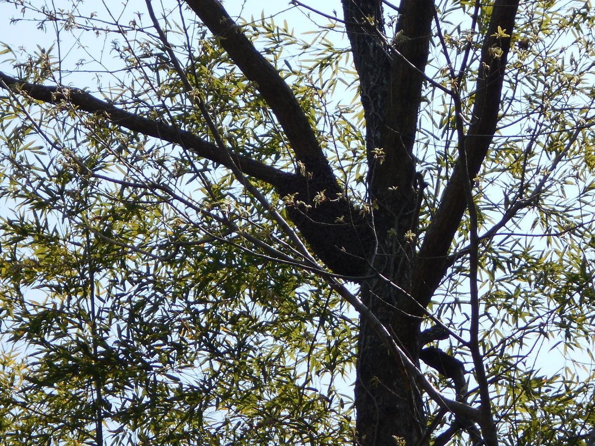 f:id:officeameyamajp:20190501191120j:plain