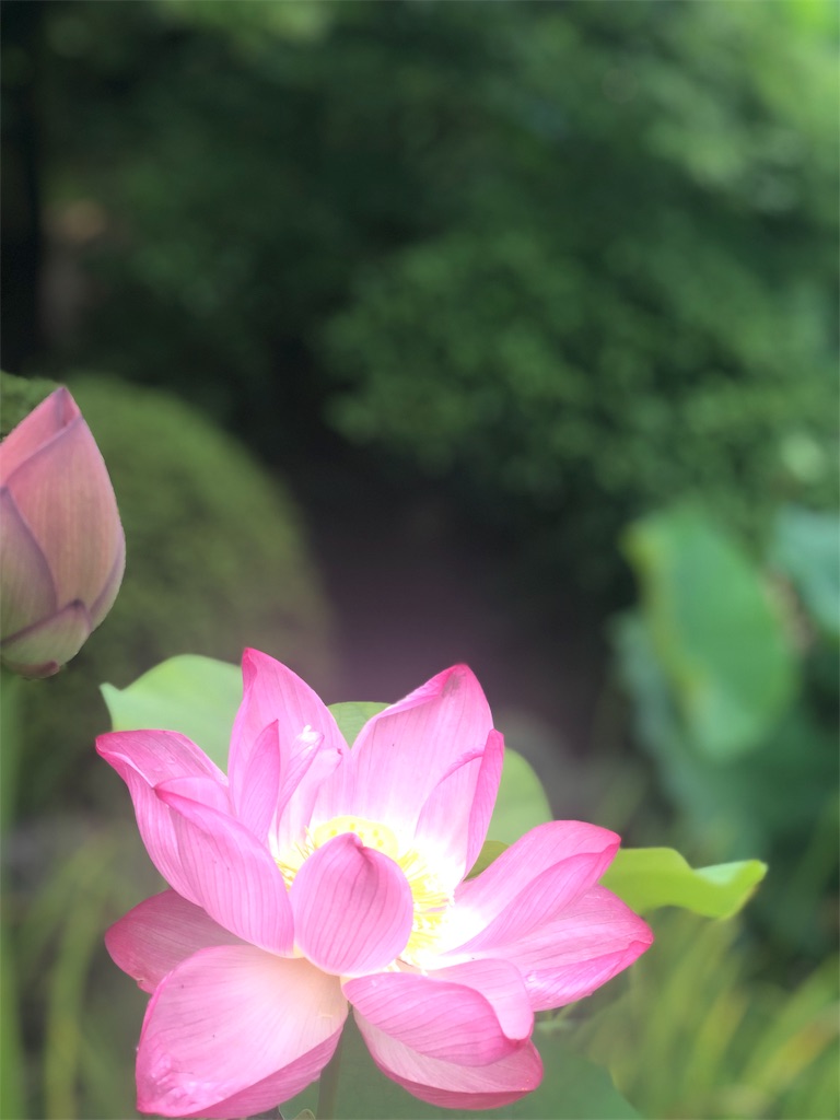 f:id:officebrillo:20190724234043j:image f:id:officebrillo:20190724234043j:image