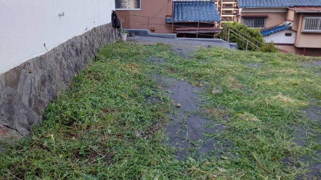 雑草が 身長１８６センチの僕の頭をゆうにこえています Officesakoの日記