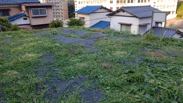 雑草が 身長１８６センチの僕の頭をゆうにこえています Officesakoの日記