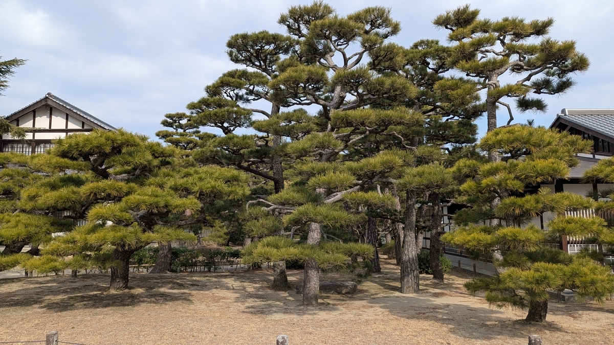 栗林公園 松