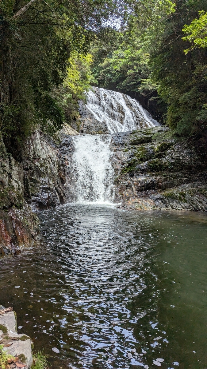 木々の間を縦に流れ落ちる雫の滝