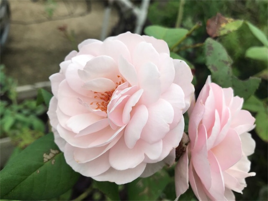 f:id:offspring5539:20191207195015j:image