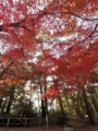 [月の石もみじ公園]