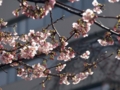 [上野寒桜]