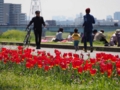 [足立都市農業公園][桜][チューリップ]