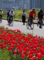 [足立都市農業公園][桜][チューリップ]